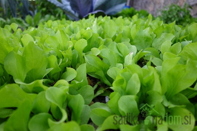 Sjeme BIO Radič Tržaški solatnik 